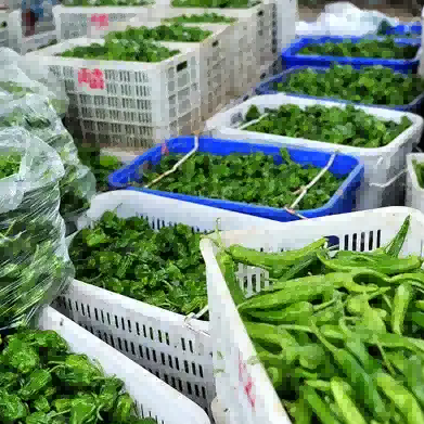 Caso práctico de RFID | ¿Quiere automatizar la gestión de entrada y salida de contenedores retornables? ¡Vea cómo lo logró esta empresa de alimentos frescos!